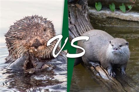 otter vs.
